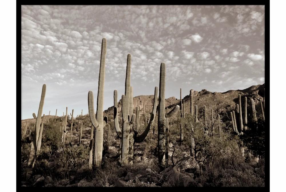 Wall Art Prints | 50X38 Cactus Summit I Decor Wall Art Prints