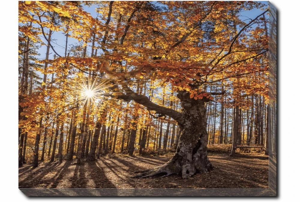 Wall Pictures | 40X30 Fall Landscape With Gallery Wrap Canvas Decor Wall Pictures