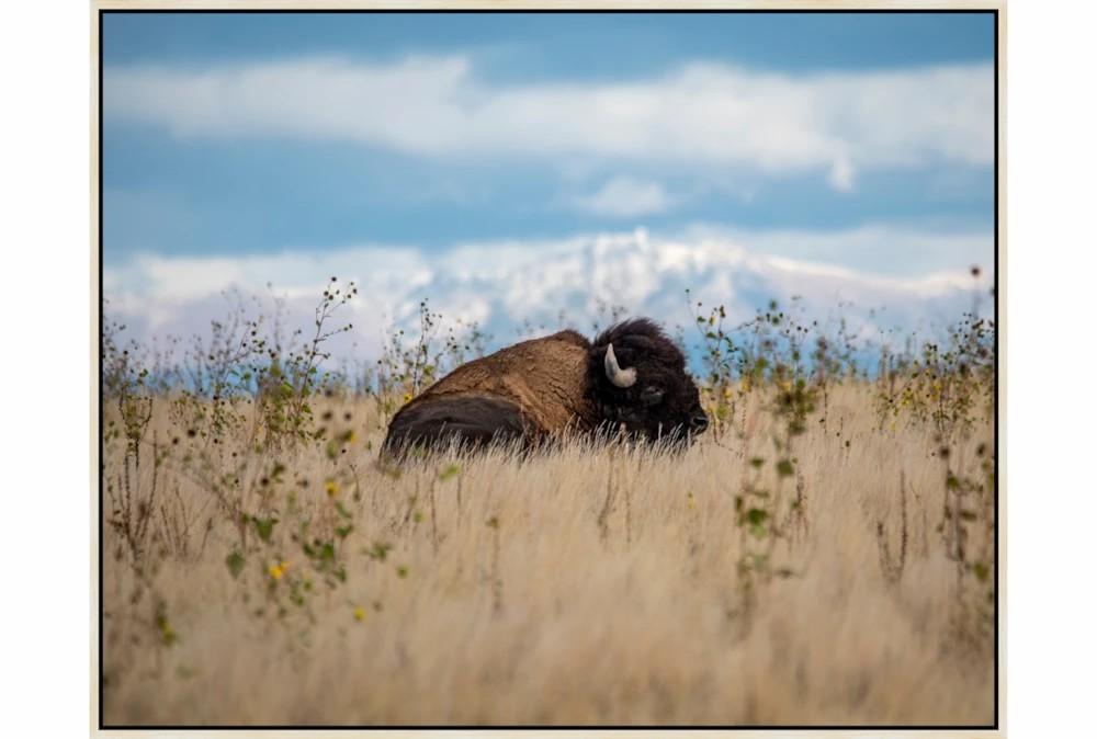 Wall Pictures | 42X32 Bison The Beautiful Decor Wall Pictures