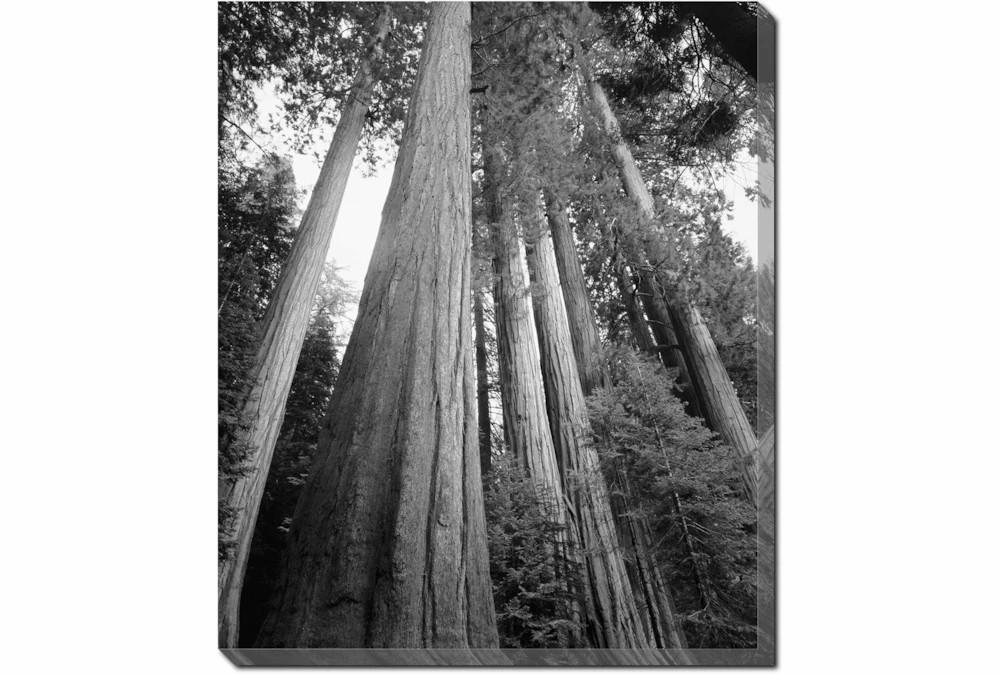 Wall Pictures | Picture-20X24 B&W Redwoods Decor Wall Pictures