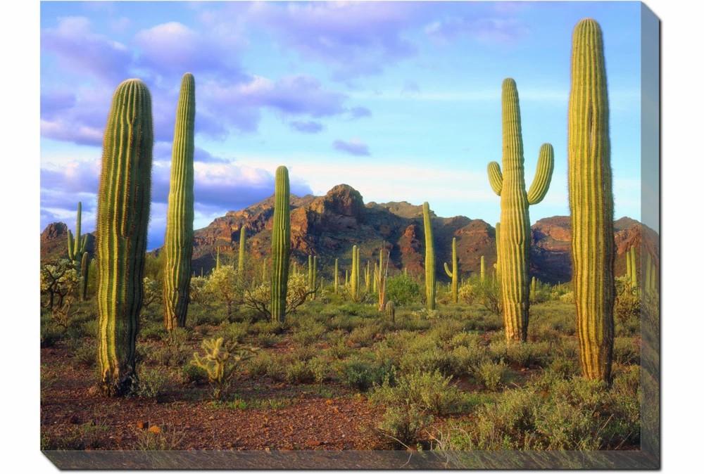 Wall Pictures | Picture-48X36 Cactus Sky Decor Wall Pictures