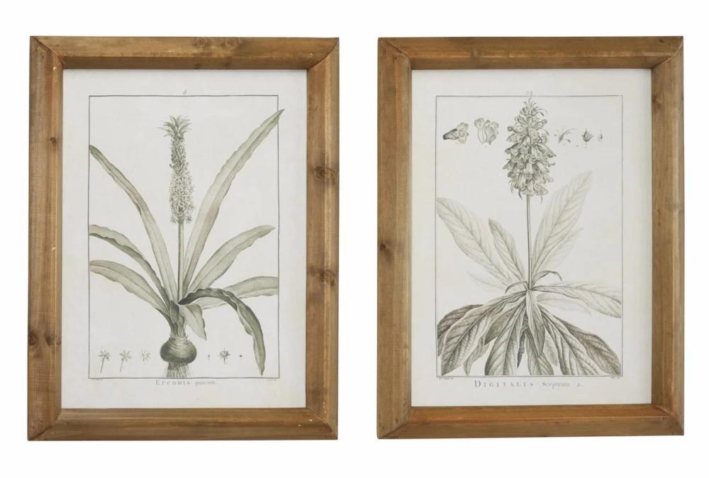 Wood Wall Art | 17X21 Inch Black & White Vintage Botanical Wall Art-Set Of 2 Decor Wood Wall Art